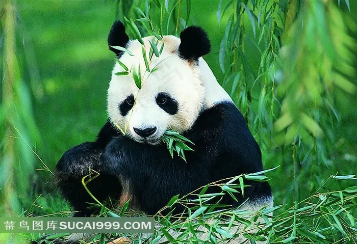 吃竹子的大熊猫高清图片