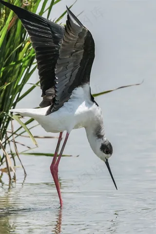 鸟类大全黑颈长脚鹬