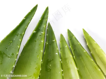 新鲜芦荟高清图片