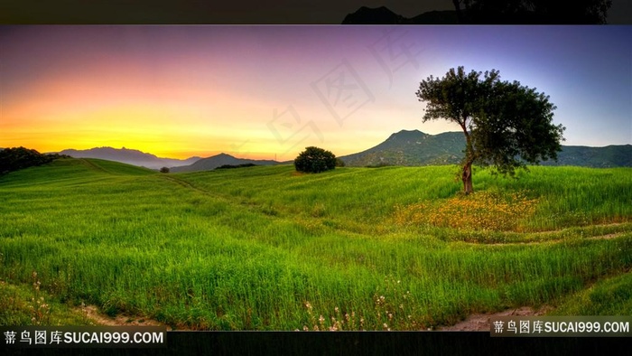 草地大树风景画壁纸