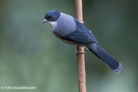 可爱的黑头奇鹛鸟类图片