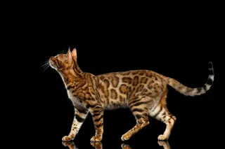 优雅行走的豹猫高清摄影图片