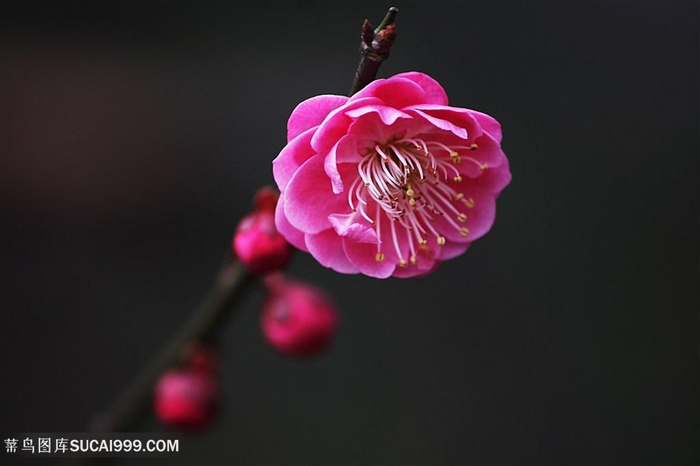 唯美高清梅花鲜花图片