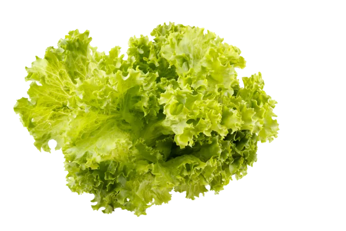 生菜 (21)超市商品白底图免抠实物摄影png格式图片透明底