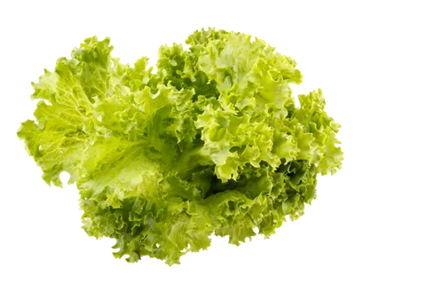 生菜 (21)超市商品白底图免抠实物摄影png格式图片透明底