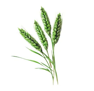 绿色小麦麦穗免抠