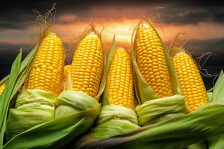 多根玉米摄影图