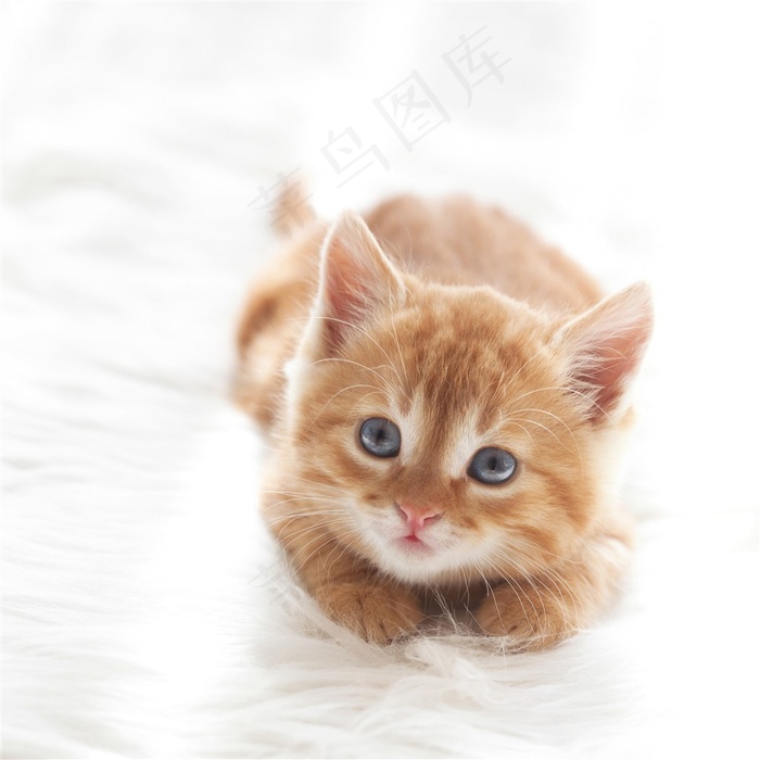 小猫咪图片大全