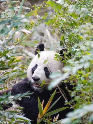 可爱大熊猫图片