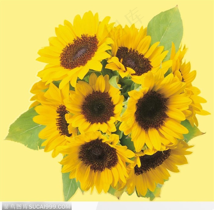 向日葵花束