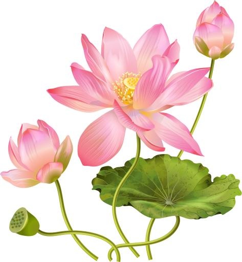 莲花 PNG免抠(3698x3999)