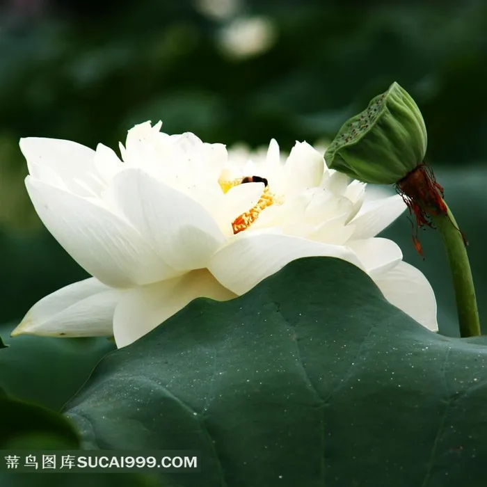 白荷花莲藕摄影素材
