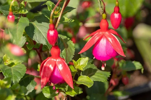 倒挂金钟花朵图片 倒挂金钟花朵图片