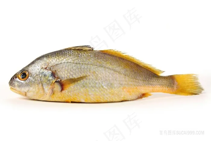 黄花鱼摄影图片