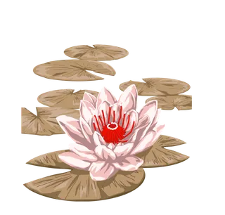 夏季荷花莲花植物免抠 