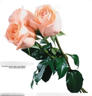 玫瑰花束-漂亮的粉色玫瑰