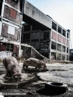 废墟里行走的河马高清图片