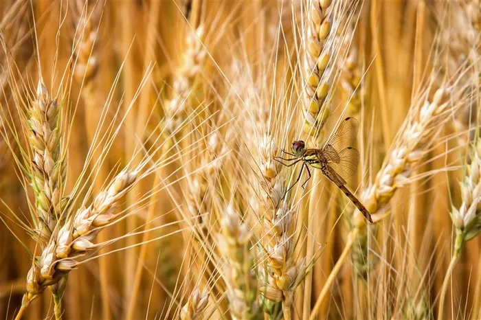 蜻蜓在麦田上的高清特显风景图片