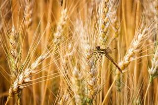 蜻蜓在麦田上的高清特显风景图片