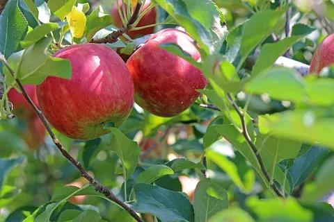 苹果树红苹果图片 苹果树红苹果图片