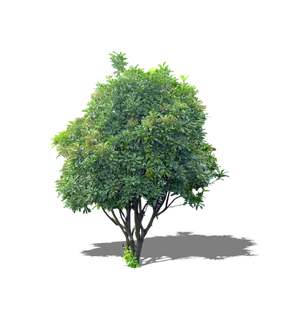 树木树枝树叶免扣素材