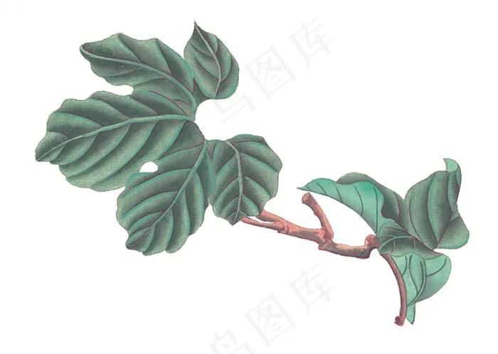 瓜果蔬菜鱼虾蟹大图美图素材