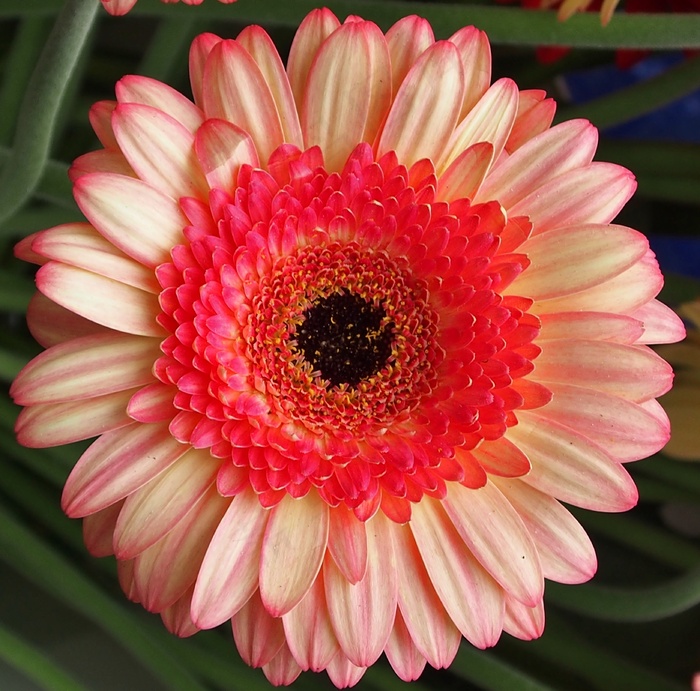 墙上月季花图片