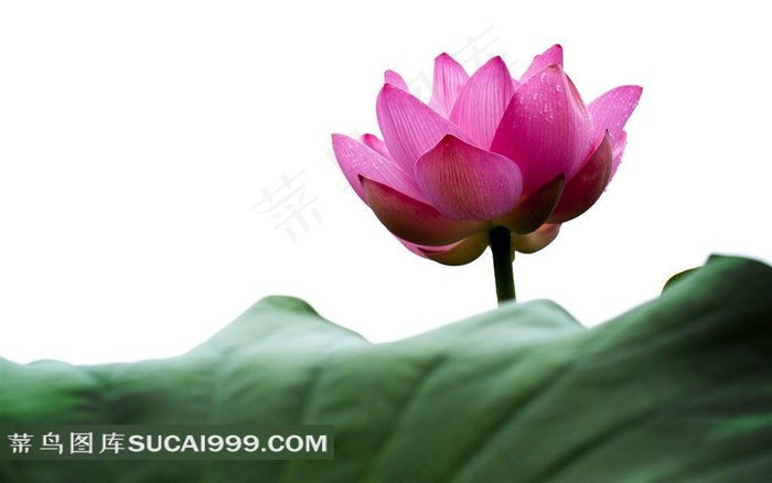 精美莲花图片
