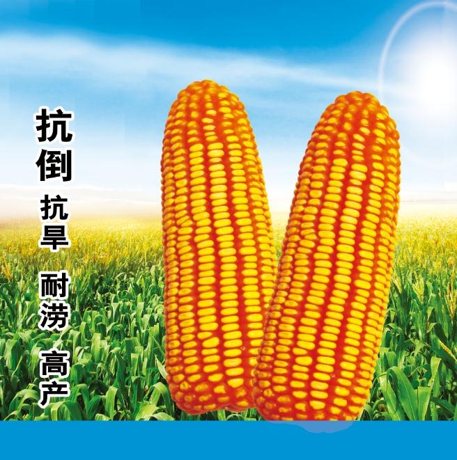 玉米背景海报psd模版下载
