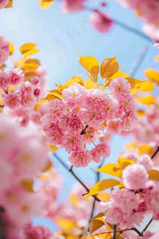 春天蓝天清新粉红桃花花朵树枝嫩叶，立春摄影图