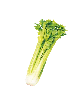芹菜卡通蔬菜