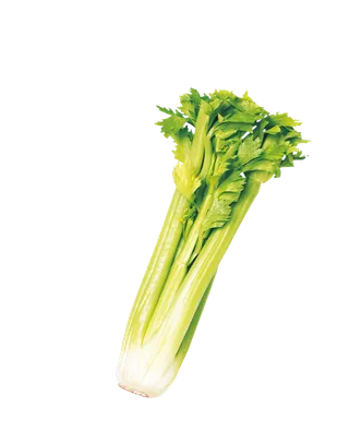 芹菜卡通蔬菜