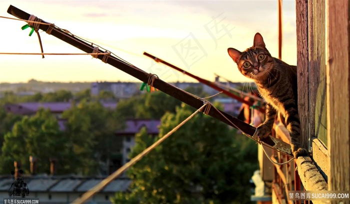 窗户外猫咪风景画壁纸