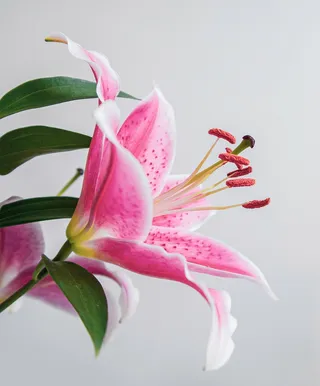 白色纯洁百合摄影素材