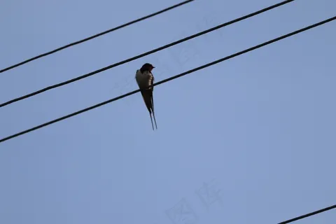 电线上的燕子图片 电线上的燕子图片