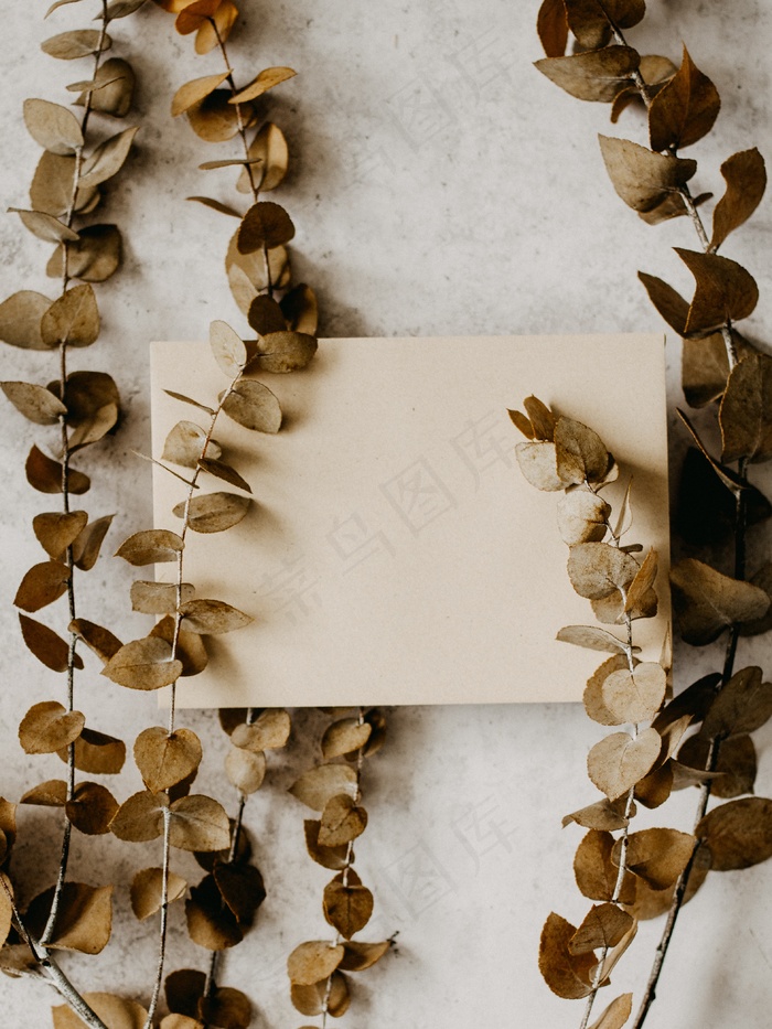 带叶干枝和卡纸图片
