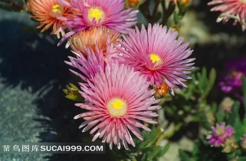 浅黄浅紫色小菊花