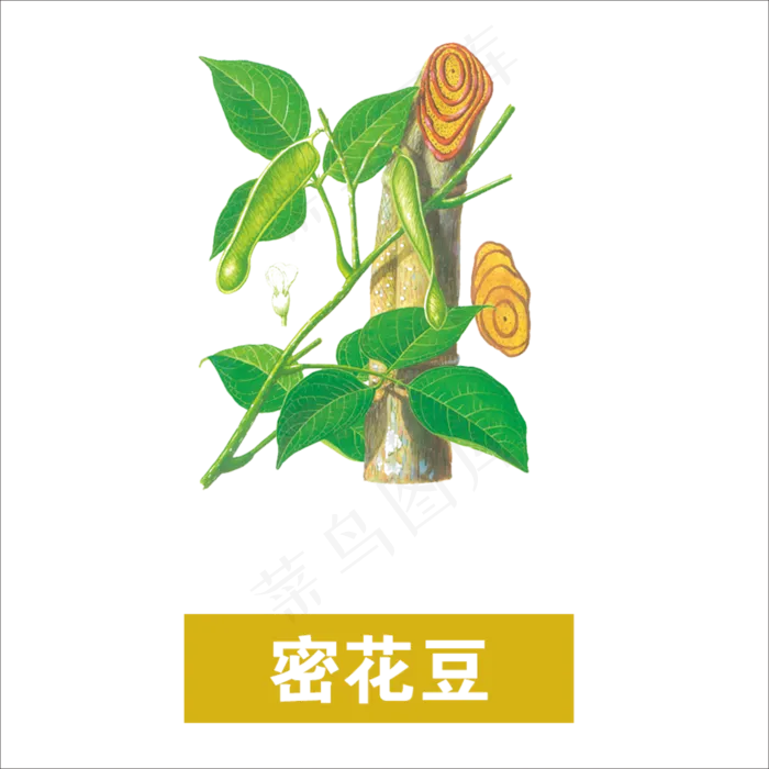 手绘草本中药药材密花豆