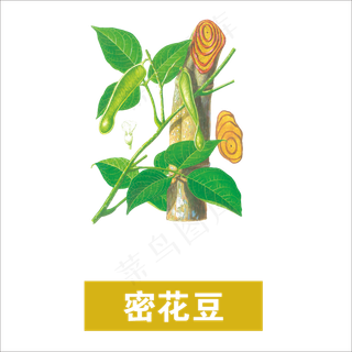 手绘草本中药药材密花豆