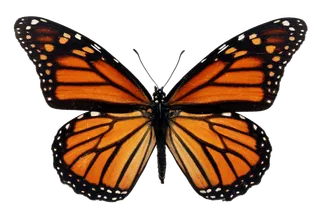 蝴蝶 彩蝶 花蝴蝶 动物 昆虫 免抠