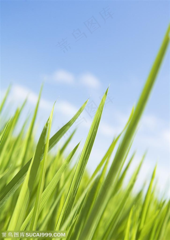 草地天空-蓝天下笔直的嫩草