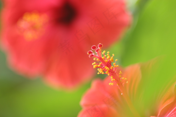 植物花蕾特写图片下载