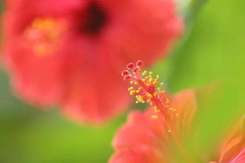 植物花蕾特写图片下载 植物花蕾特写图片下载