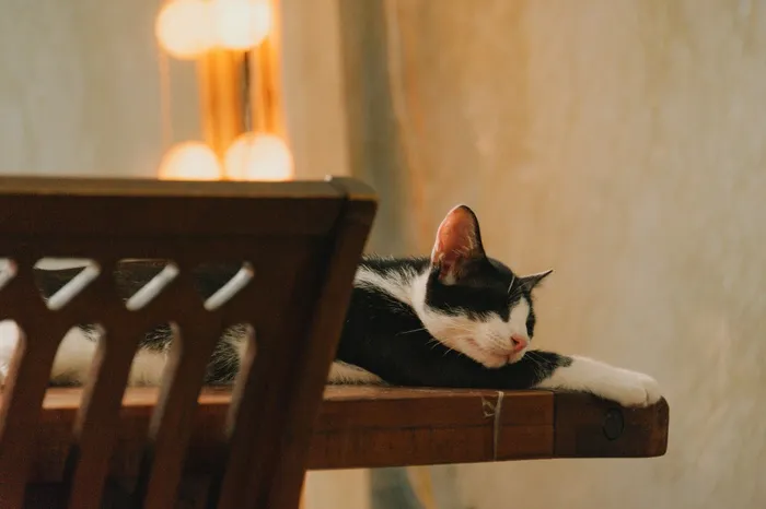 可爱猫咪猫猫摄影素材