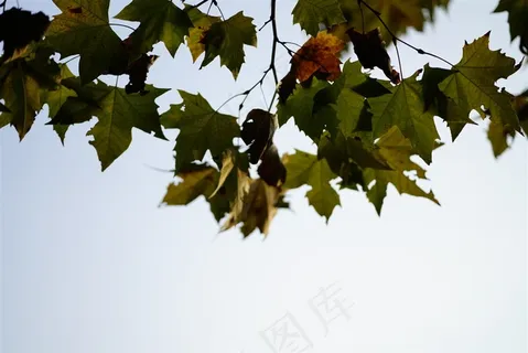 树叶  天空 法国梧桐 梧桐树 树叶  天空 法国梧桐 梧桐树