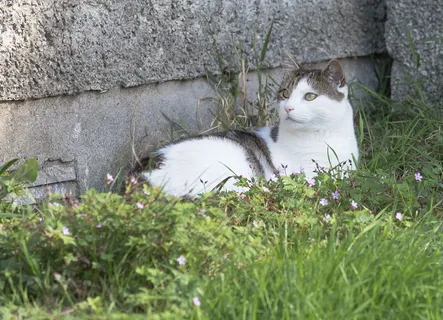 草丛中的小猫图片 草丛中的小猫图片