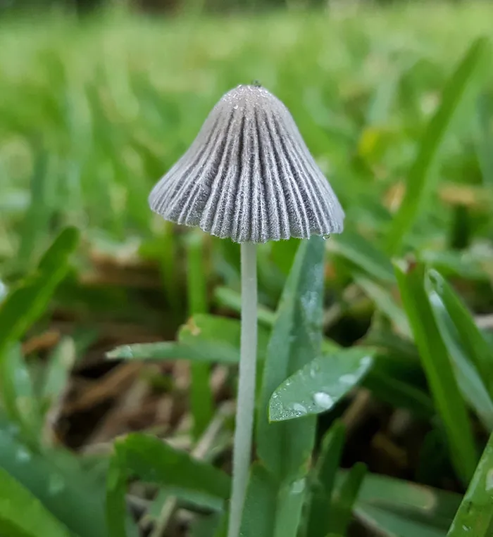 风景 露水 素材拍摄 (100)