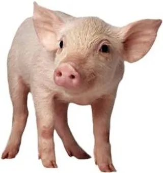 猪 PNG免抠