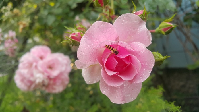 盛开雨后粉玫瑰图片