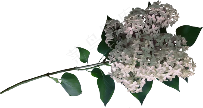 一束花　　